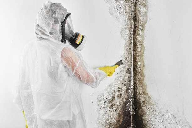 Best Emergency Mold Removal  in Home, WA