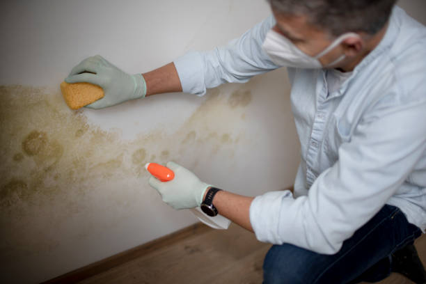Best Crawl Space Mold Removal  in Home, WA