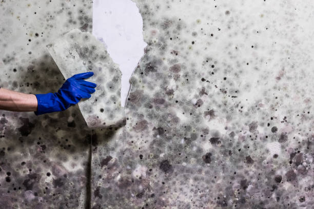Best Local Mold Removal Service  in Home, WA