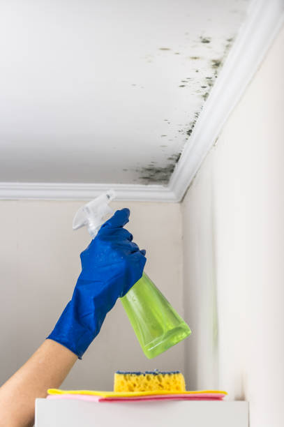 Best Mold Damage Repair  in Home, WA