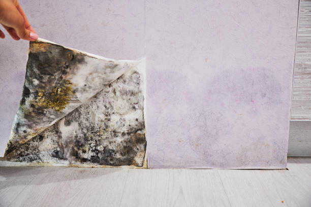 Best Home Mold Removal  in Home, WA